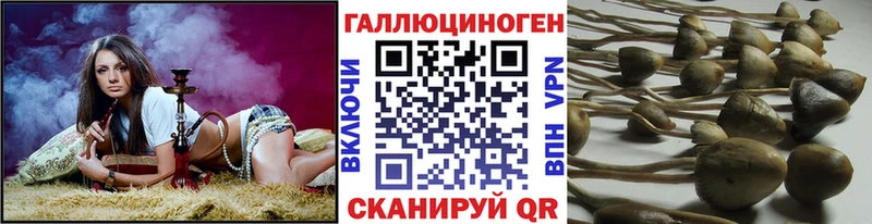 где продают наркотики  Электрогорск  Галлюциногенные грибы Psilocybine cubensis 